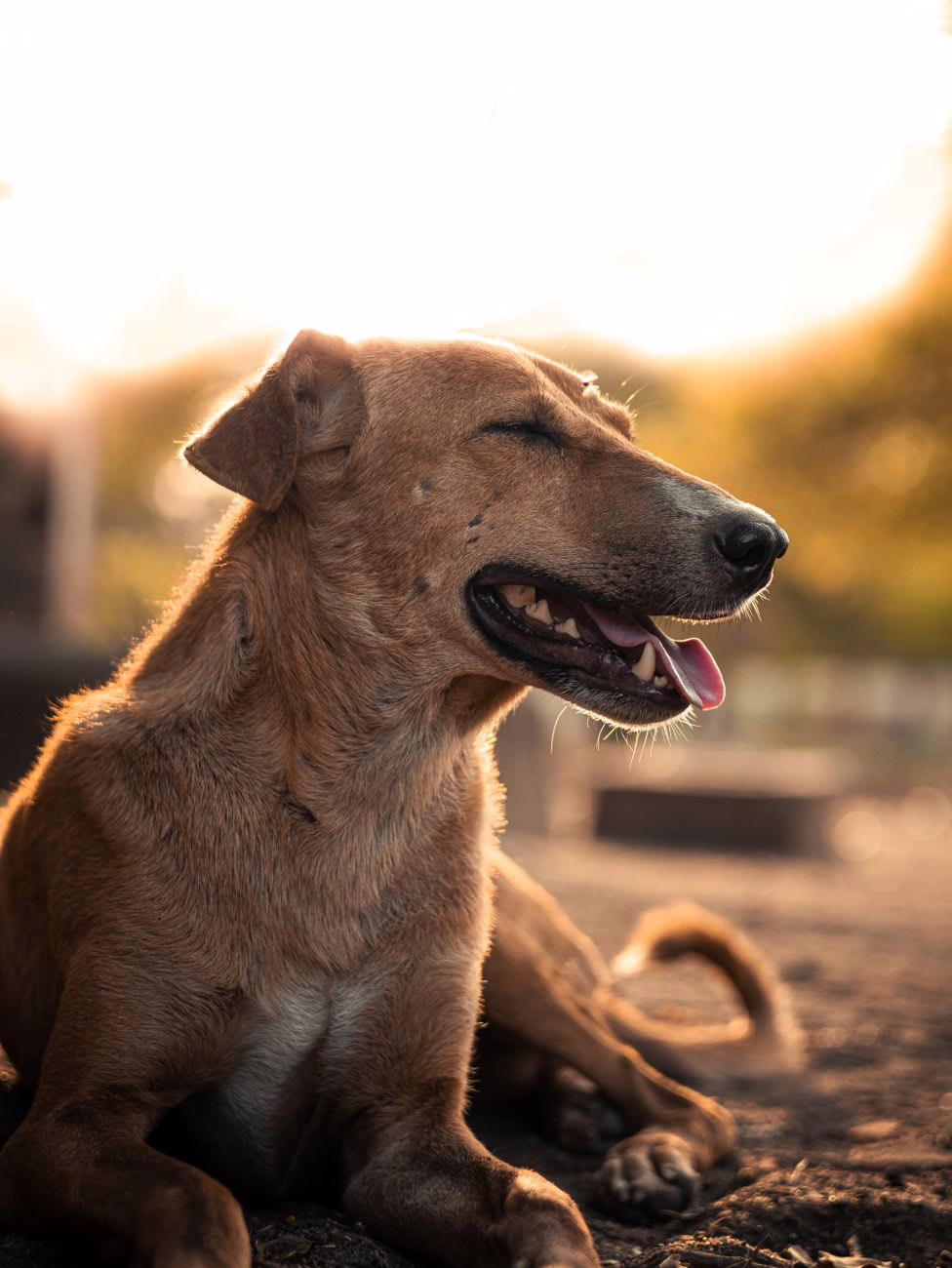 close up of a dog lying on the ground